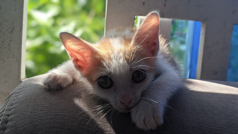 The Kinky Tail of Cambodian Cats