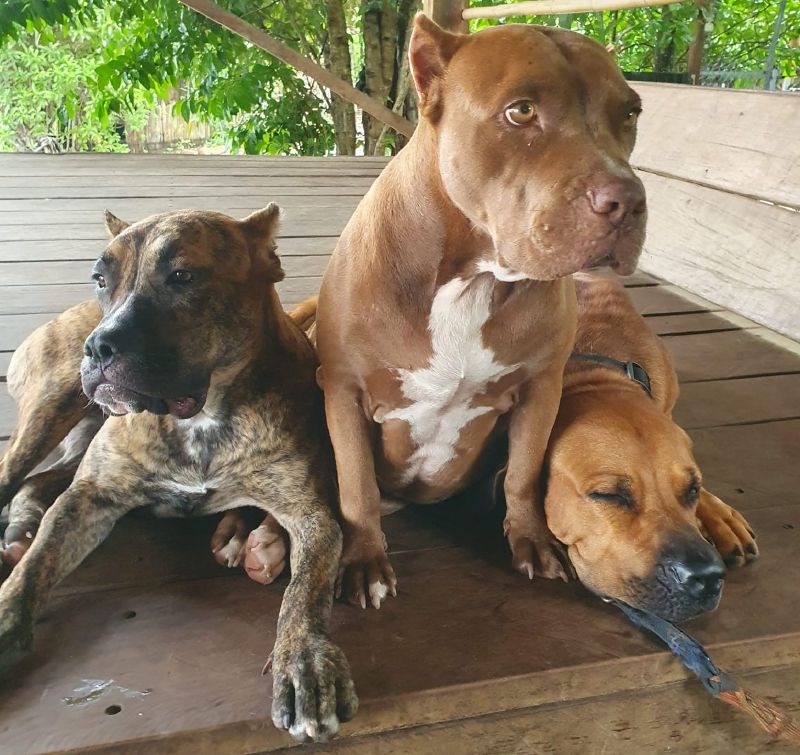 Kampot Dog Sanctuary at High Tide