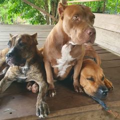 Rescue dogs lounging at High Tide Dog Sanctuary