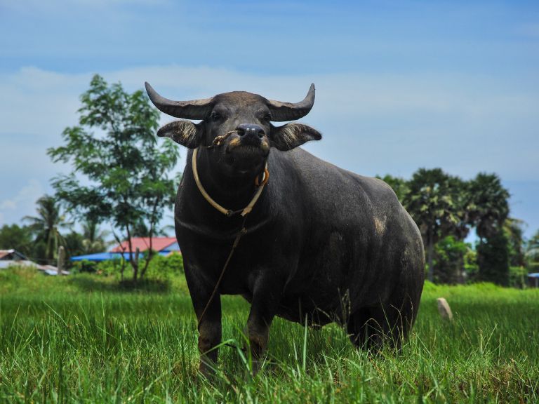 Water buffalo in the countryside near Kampot